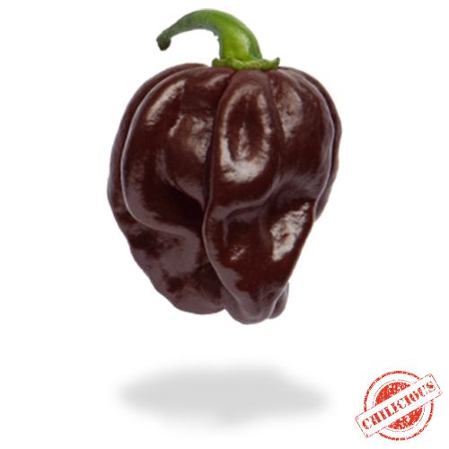 Jungpflanze Habanero Chocolate