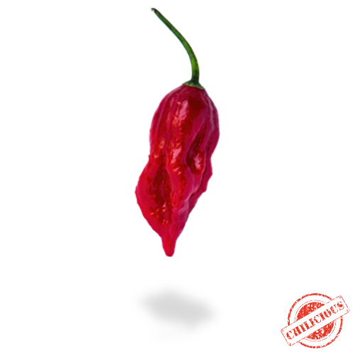 Jungpflanze Naga Bhut Jolokia