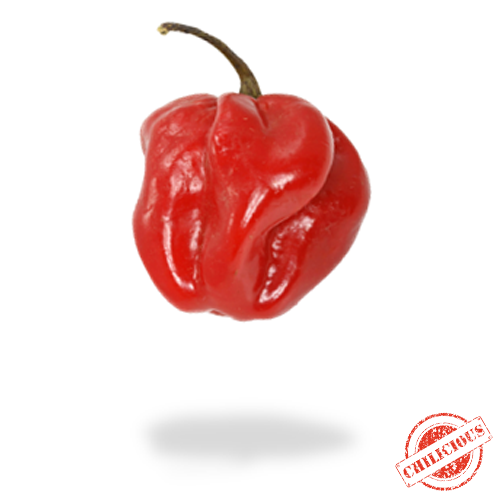 Jungpflanze NuMex Suave Habanero rot