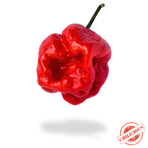 Jungpflanze Trinidad Moruga Scorpion - Red
