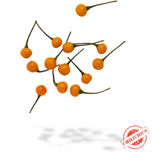 Jungpflanze Aji Charapita