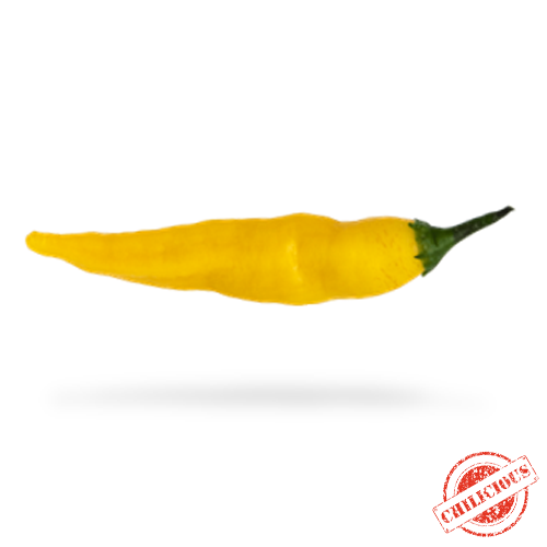 Jungpflanze Lemon Drop