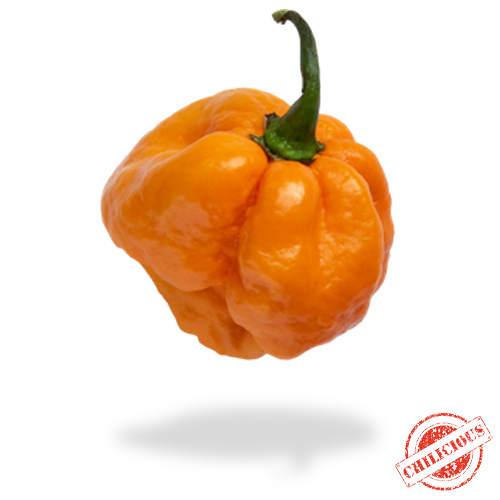 Jungpflanze Scotch Bonnet