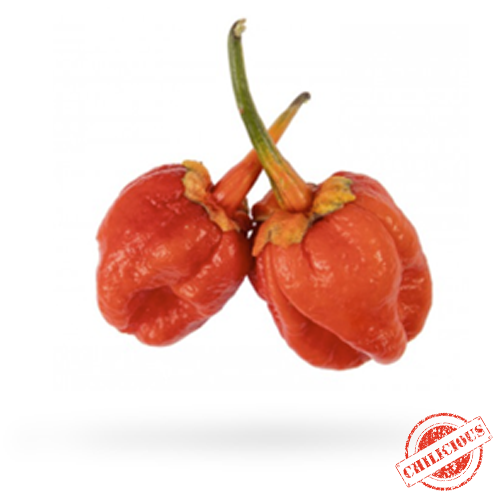 Jungpflanze 7 Pot Bubblegum
