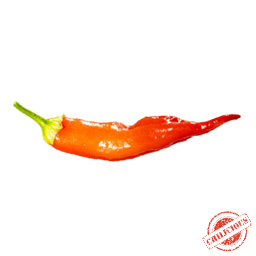 Jungpflanze Aji Cristal
