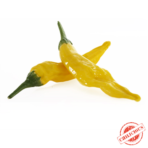 Jungpflanze Aji Pineapple