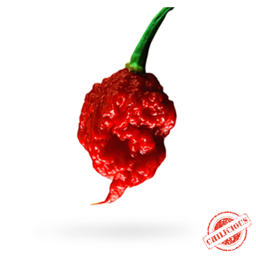 Jungpflanze Carolina Reaper