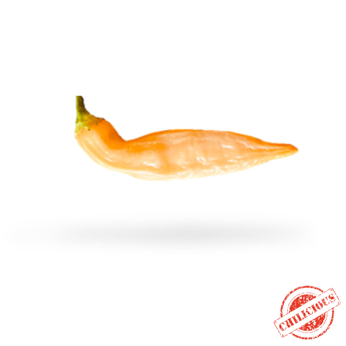 Jungpflanze Fragrant Bellini