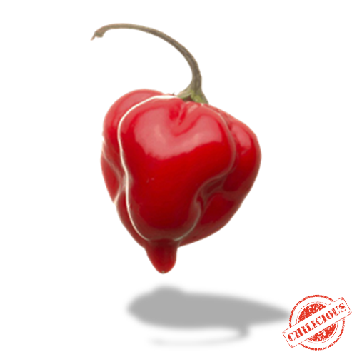 Jungpflanze Habanero Red