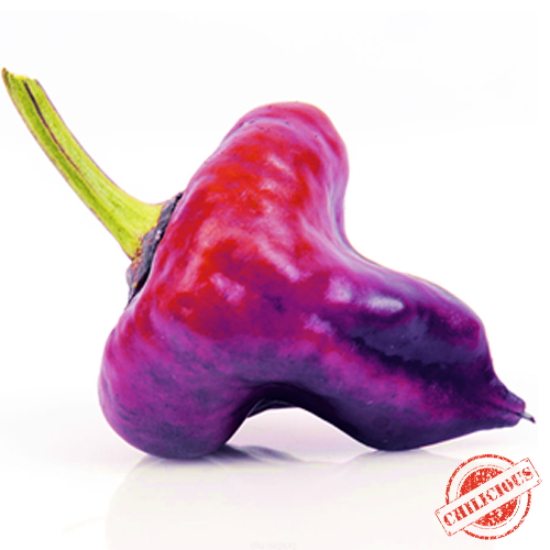 Jungpflanze Purple Ufo