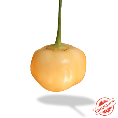 Jungpflanze Apricot Apple