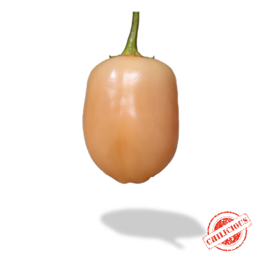 Jungpflanze Chili Peach Fairy Lights