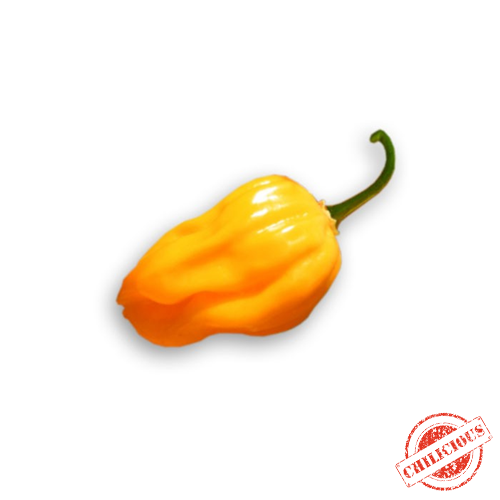 Jungpflanze Aji Dulce Amarillo