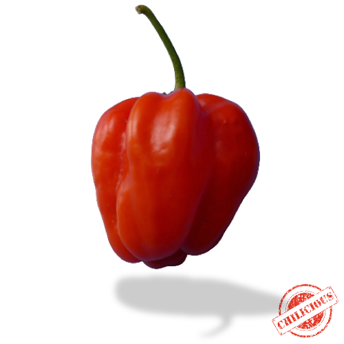 Jungpflanze Aji Dulce Untertässli