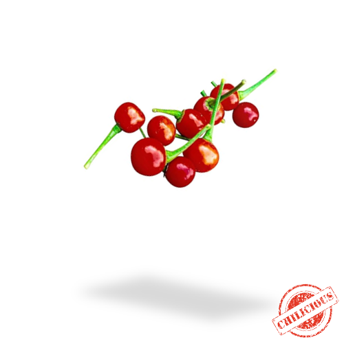 Jungpflanze Aji Charapita RED