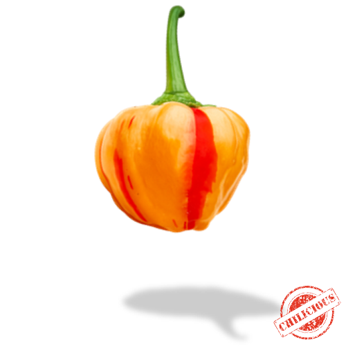 Jungpflanze Peppapeach Stripey